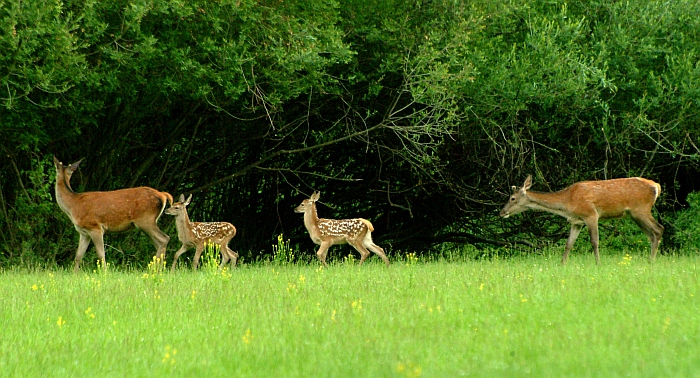 PASSIONE PER IL CERVO